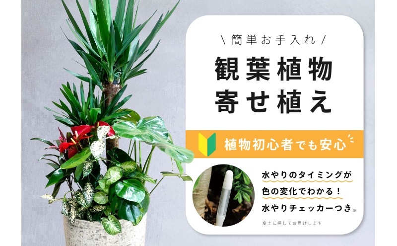 
                  【福岡市】観葉植物の寄せ植え（ユッカ）観葉植物 植物 花 木 インテリア アクセント
                