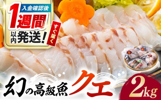 【1週間以内発送】【迷ったらコレ！】対馬産 幻の高級魚 クエ 2kg《対馬市》【保家商事】 くえ 高級魚 アラ 魚 クエ 希少 冷凍 対馬 長崎 九州 つしま 対馬市 海鮮 魚介 鍋 [WAA003] スピード発送 最速発送 最短発送