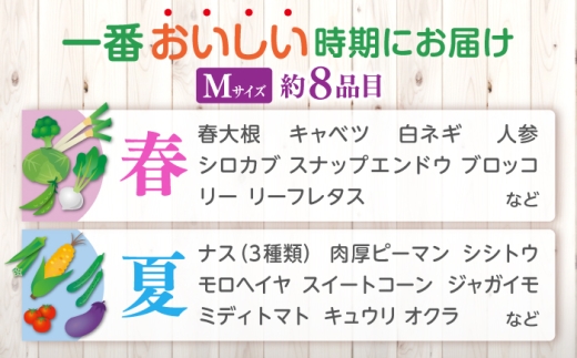 【先行予約】【2027年1月以降発送開始】【全12回定期便】旬の野菜セットMサイズ 島根県松江市/須山農園 [ALBD010]