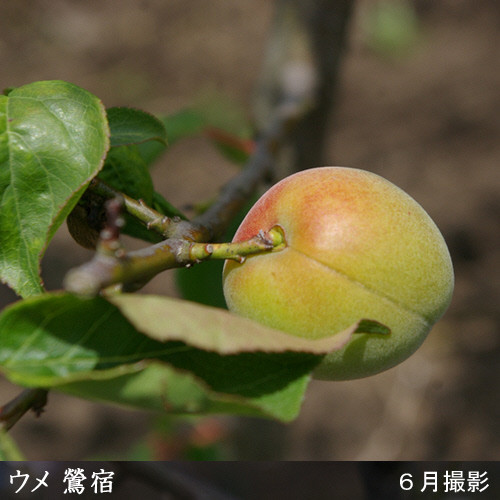 ＜すだ農園＞2年生苗◇ウメ(実梅)鶯宿(おうしゅく)