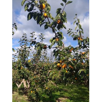 ふるさと納税 橋本市 【柿　2026年冬配送】富有柿2kg(家庭用)　S〜M　12個 |  | 02