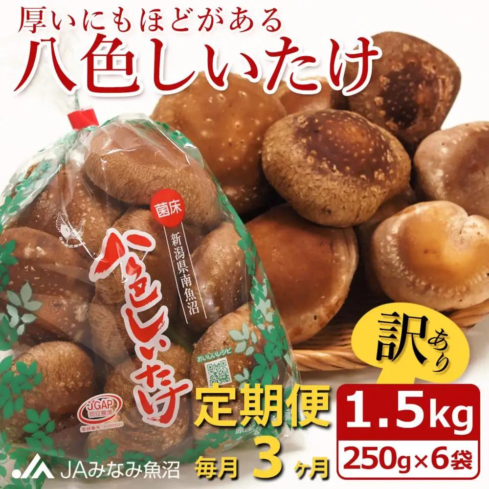 【JAみなみ魚沼定期便】家庭用「八色しいたけ」（1.5kg×全3回） 訳あり 不ぞろい 農家応援 厚いにもほどがある｜しいたけ