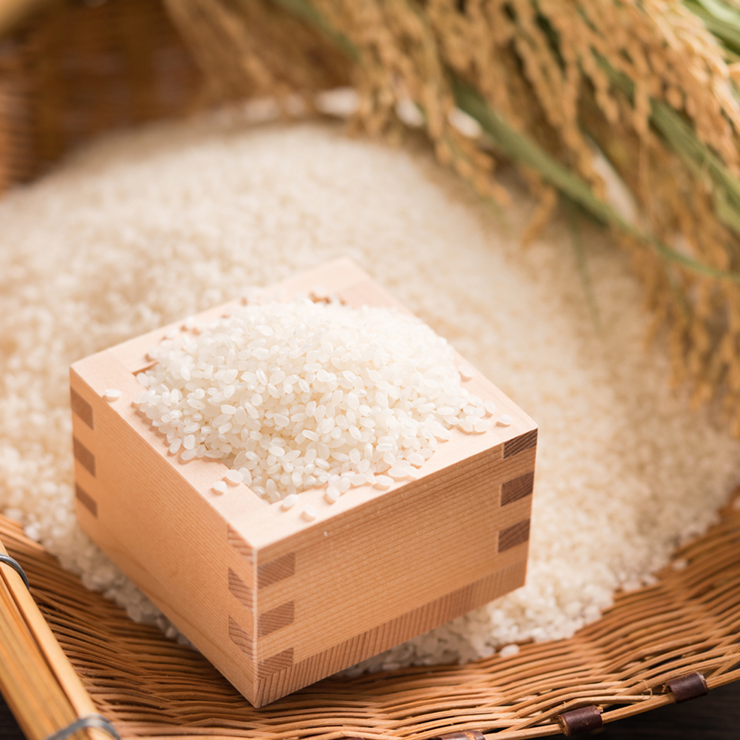 因幡の白兎米 きぬむすめ 令和7年産 精米済 10kg（5kg×2袋）