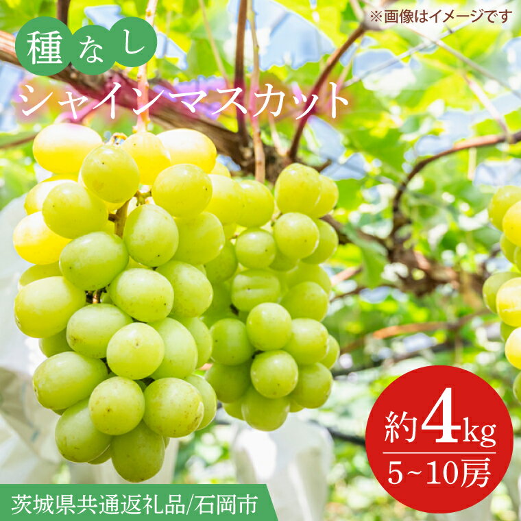 【ふるさと納税】【2026年9月より順次発送】シャインマスカット 約4kg（5〜10房）（茨城県共通返礼品/石岡市）葡萄 ぶどう マスカット フルーツ 果物 くだもの 茨城県 水戸市（IT-16）