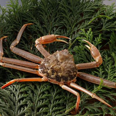 ふるさと納税 智頭町 【先行予約】鳥取県産 訳あり 活 松葉がに 900g×2杯(中村商店)2026年1月末より順次発送