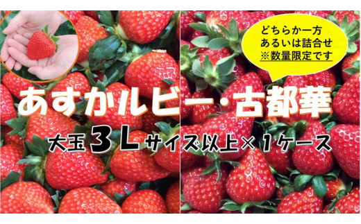 おかげさまで21年目 毎年大好評の甘い美味しい大粒苺（３L以上のあすかルビー・古都華（ことか））◇※発送前に電話連絡あり※発送時期指定不可※北海道・沖縄・離島への配送不可 ※2026年1月上旬頃より順次発送予定