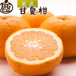 ＜4月より発送＞厳選 甘夏柑7kg+210g（傷み補償分）初夏のみかん・旬の果物 有田産 光センサー食べ頃出荷