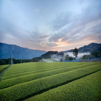 ふるさと納税 津野町 銘茶の里　四万十川源流茶〈水出し冷茶〉ティーバッグ(10g×15P)×3個 |  | 02