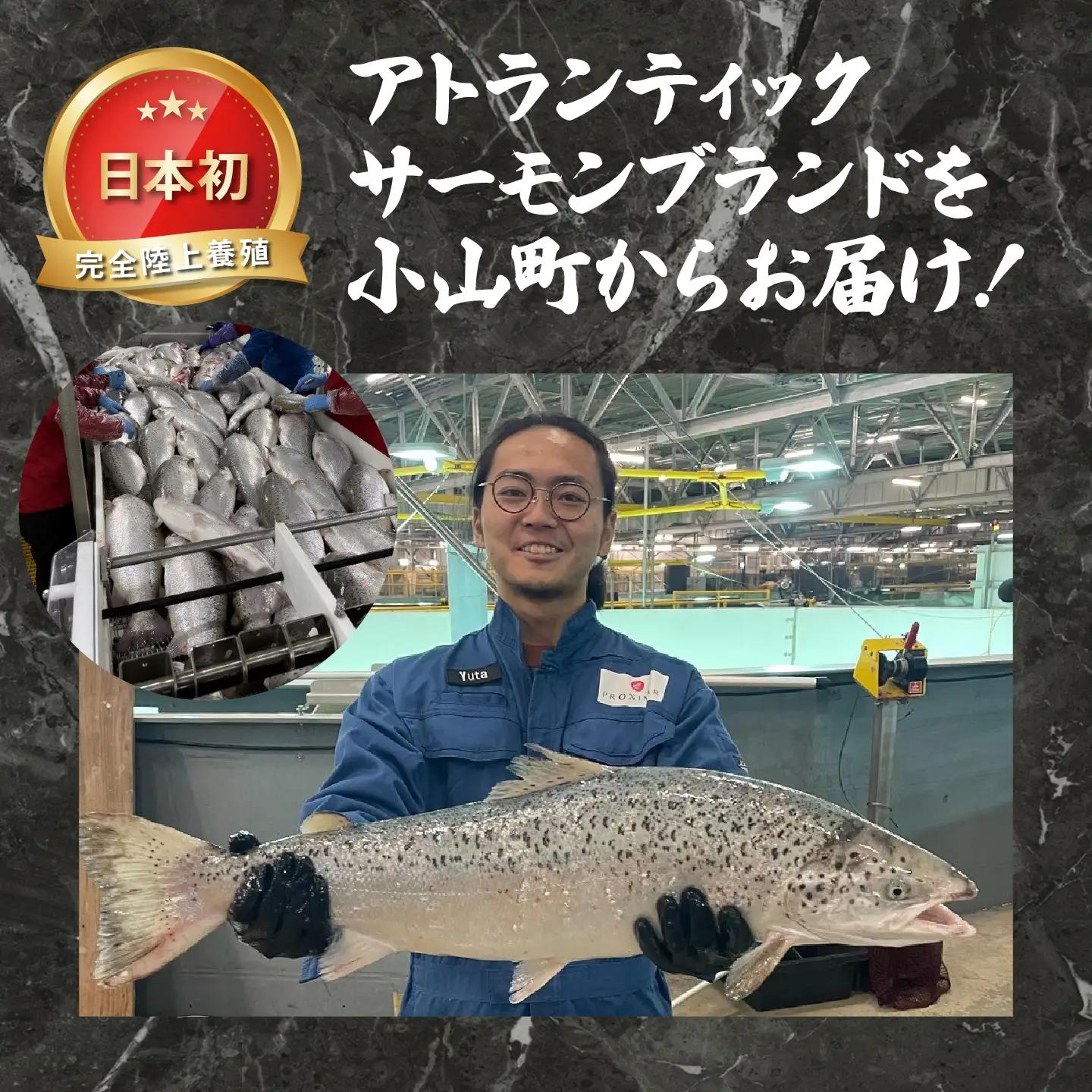 サーモン 約750g 小分け 3～4P 国産サーモン