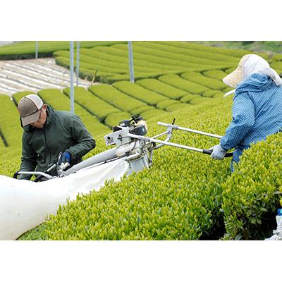 ふるさと納税 掛川市 荒仕上茶(茶農家飲み茶)静岡・深蒸し掛川茶200g×4袋(800g)セット |  | 03