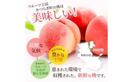桃 【先行予約】 白鳳　桃の王様！食べきりやすい３個入り 【秀品】こだわり農家厳選 / 桃 モモ フルーツ 果物 くだもの 人気 産地直送 厳選 甘い 予約 もも フルーツ王国 ※2027年6月末頃～