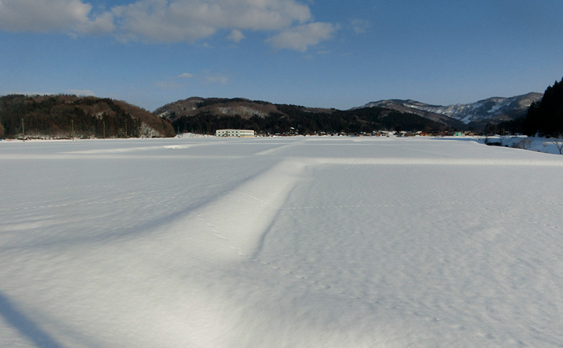 令和7年産 新潟県産 みずほの輝き 5kg 5キロ 新米 上越市 上越産 精米 米 コメ お米 ブランド米