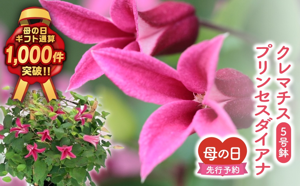 ＼先行受付 令和8年5月10日の母の日お届け：5月6日(水) 決済完了分まで！／  クレマチス 「 プリンセスダイアナ 」 5号鉢 ラッピング付き 母の日直前にお届け 2026年 お母さんへの心を込めた贈り物 長持ち 鉢植え フラワーセット プレゼント 送料無料 故郷納税 福島県 田村市 フローラハシモト N052-006