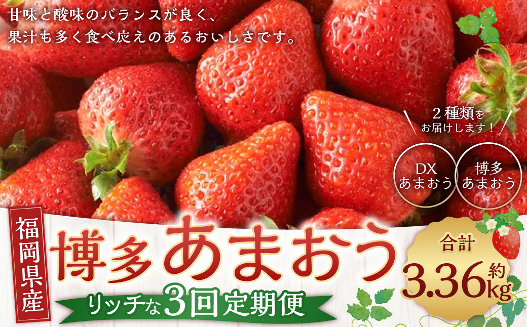 
            博多 あまおう リッチな 3回 定期便 計約 3360g 福岡 イチゴ いちご 苺 フルーツ【2025年12月上旬～2026年2月下旬発送予定】
          