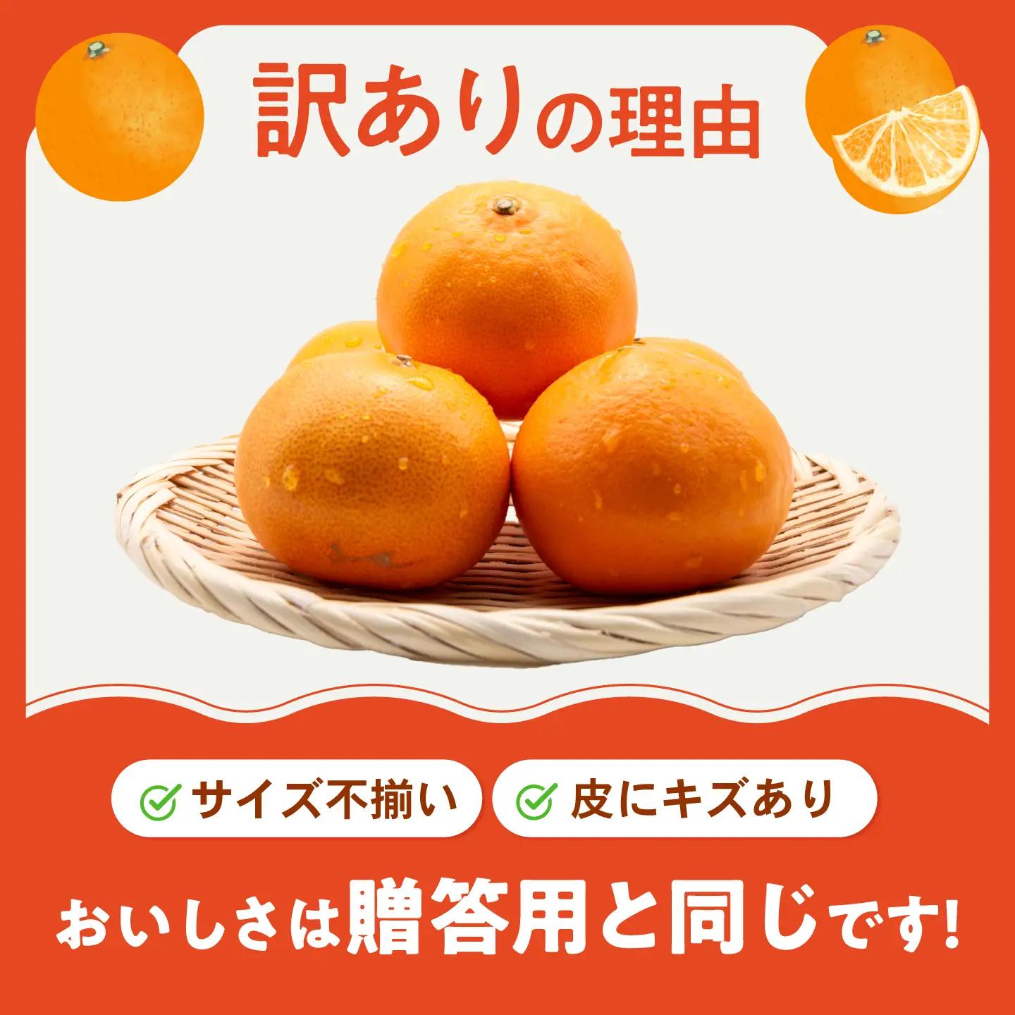 みかん 訳あり せとか 約10kg サイズ不揃い みかん BJAZ023 