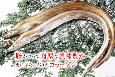 鱧 定期便 カット済み 骨切り 鱧切り身 1kg 3回 総計3kg [とり信 徳島県 北島町 29aj0009] 切り身 冷凍 国産 ハモ はも 骨切り