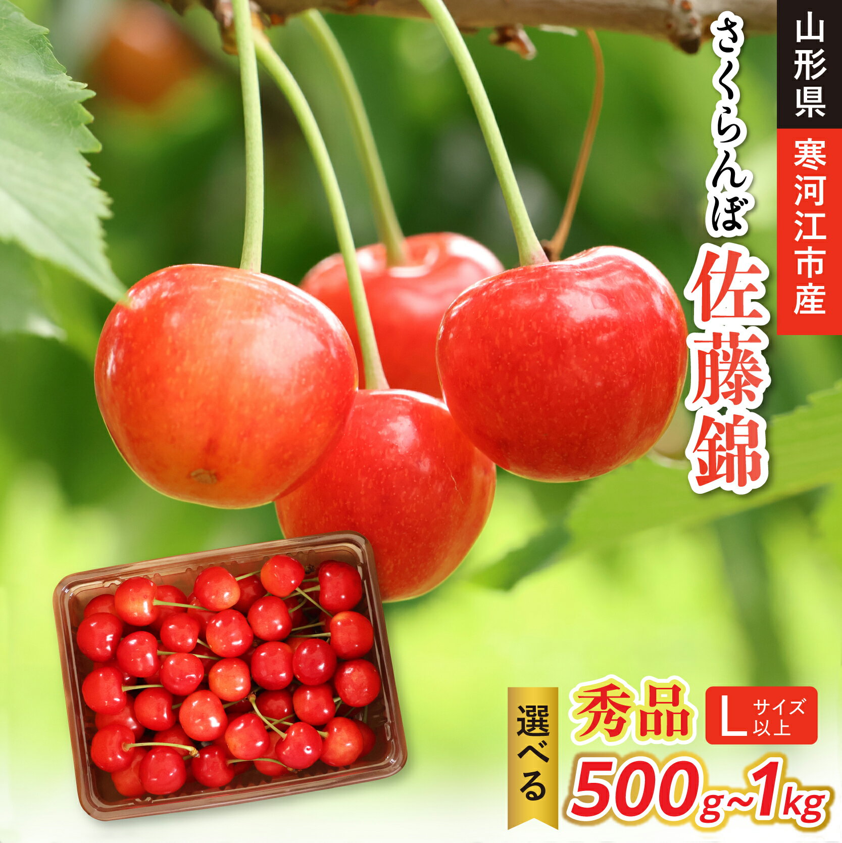 【ふるさと納税】【先行予約】令和8年産 さくらんぼ 佐藤錦 Lサイズ以上 秀品 選べる内容量！ 500g - 1kg 山形県産【2026年6月上旬頃から下旬頃発送予定】※配送不可 沖縄・離島フルーツ 果物 果実 山形産 500グラム 1キロ 2026年産 直送
