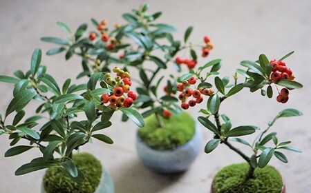 【ふるなびWEEK対象】【鉢皿色・白】 トキワサンザシ 常盤山査子 盆栽 植物 石木花 sw-botkx380
