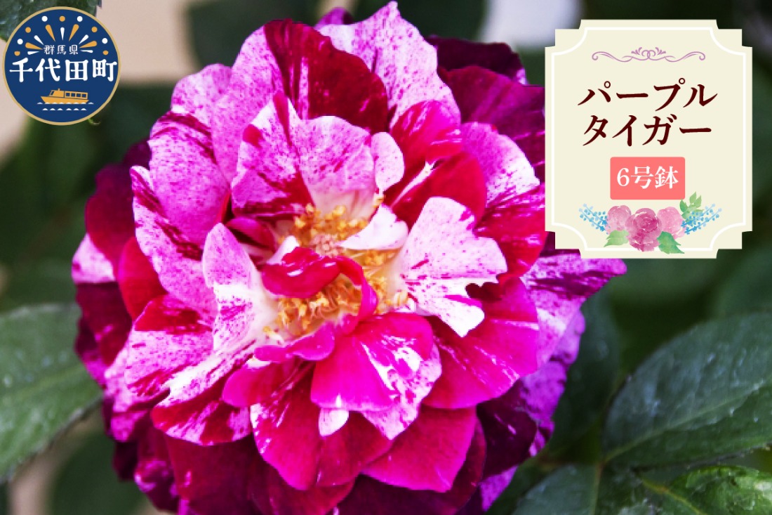 【群馬県千代田】パープルタイガー　【バラ】　鉢植え　６号鉢　鈴木ガーデン