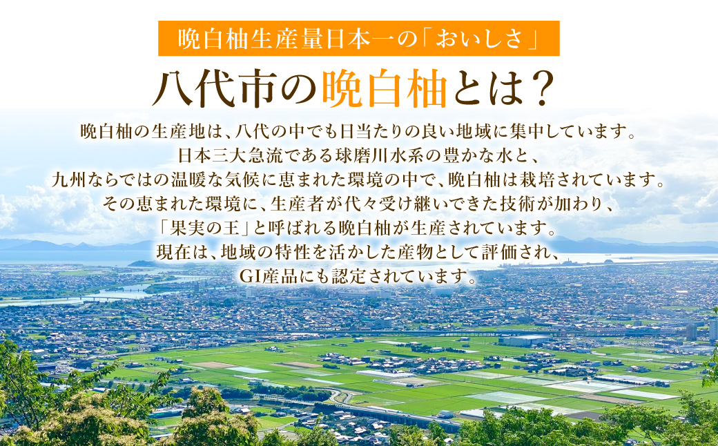 【先行予約】八代特産 晩白柚　秀Lサイズ 2玉 ばんぺいゆ 柑橘 果物 くだもの フルーツ 特産品 熊本県 八代市【2026年12月上旬より順次発送】