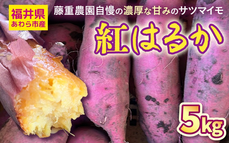 
            【先行予約】福井県あわら市産 藤重農園自慢の濃厚な甘みのサツマイモ 紅はるか 5kg / さつまいも 紅はるか べにはるか さつま芋 国産 土付き 芋 産地直送 熟成 サツマイモ ※2025年11月中旬以降順次発送 [aw083-a002]
          