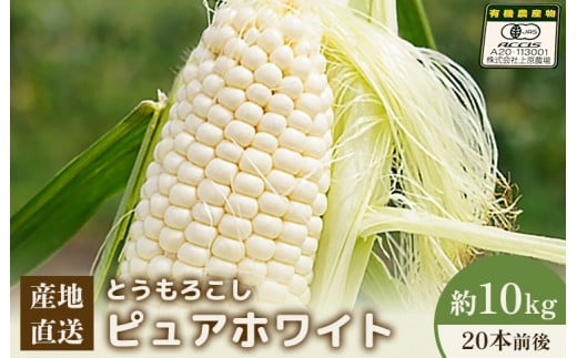 
            【先行予約】上原農場直送　有機栽培とうもろこし (ピュアホワイト) 約10kg 約20本前後 | ふるさと納税 北海道 中標津 なかしべつ とうもろこし ピュアホワイト とうきび コーン 野菜 夏野菜 夏 産地直送 新鮮 採れたて 朝採れ 甘い お取り寄せ ワンストップ マイページ 上原農場 中標津町【66017】
          