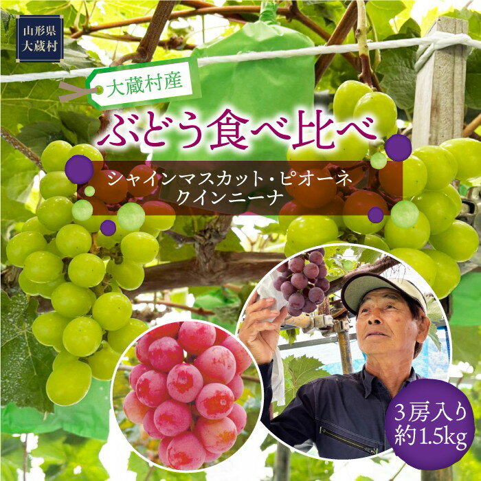 【ふるさと納税】大蔵村産　ぶどう［シャインマスカット・ピオーネ・クインニーナ］食べ比べ　約1.5kg