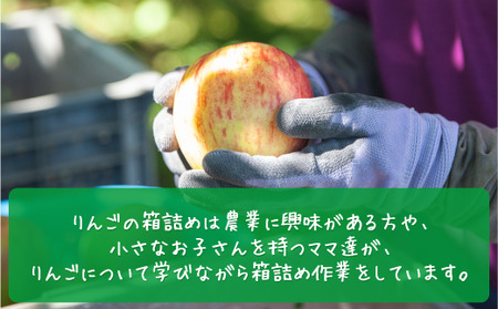 りんご 3種のりんご＜定期便＞ 家庭用・訳あり3kg×3回 農家応援企画 【令和8年度収穫分】※沖縄県への配送不可 ※2026年8月下旬頃から順次発送 長野県飯綱町[0794]