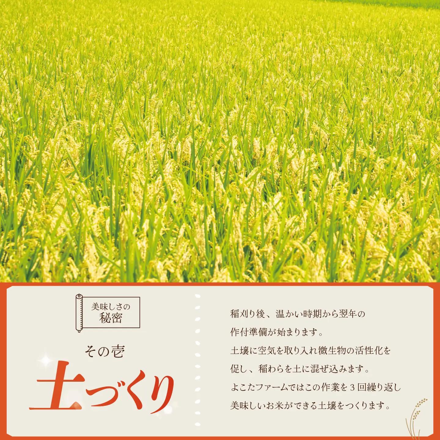 【6回定期便】令和8年産 コシヒカリ 玄米 20kg 新米 こしひかり