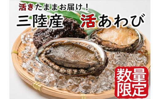 【期間限定11月～12月発送】活アワビ 約500g（4個前後）三陸 岩手県 大槌町 あわび 人気 鮑 いわて iwate 2024