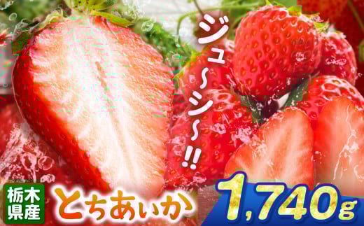 とちあいか 1740g | 果物 くだもの フルーツ 野菜 やさい ヤサイ 苺 イチゴ いちご とちあいか 新鮮 甘い 数量 限定 美味しい 果物 共通返礼品 フルーツ デザート 栃木県 那珂川町 送料無料