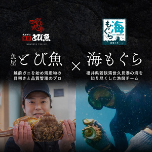剣先イカ 3～6杯 スミ抜き 冷凍 剣先イカ