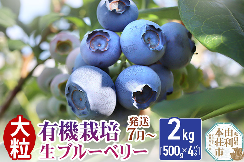 【発送7月から順次】田口農園 秋田県産 大粒 ブルーベリー 生 合計2kg(500g×4パック) 
