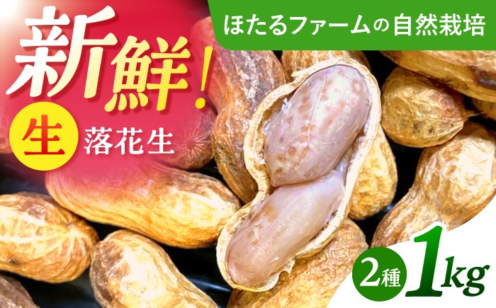 
                  ※数量限定※ 【先行予約】 落花生 2品種 約1kg(500g×2) 多治見市 / ほたるファーム 生落花生 ピーナッツ 豆 [TEB013]
                