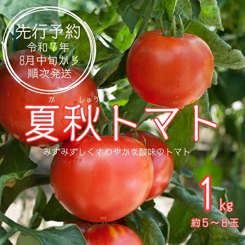 【ふるさと納税】【先行予約】令和7年8月中旬から順次発送 酸味 みずみずしさ とまと トマト 夏秋 ぴの山ファーム 奈良県 奈良市 なら 7-013