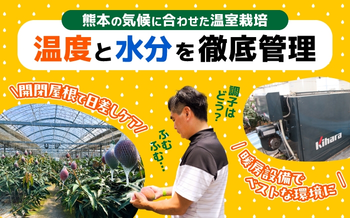 秀品 菊池マンゴー1玉 625g以上 4Lサイズ