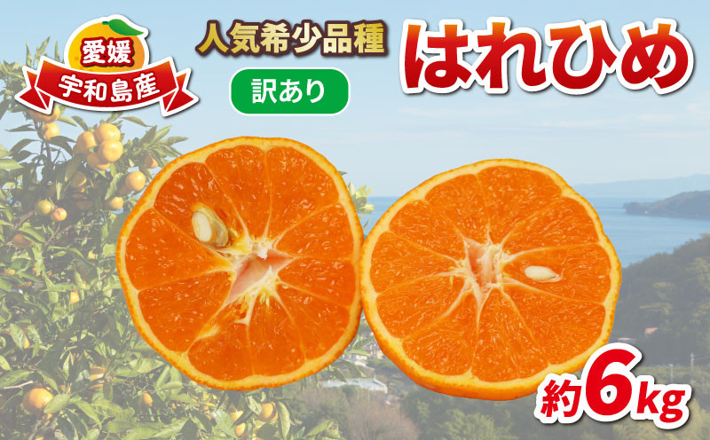 
                  訳あり はれひめ 約6kg 協徳ガーデン 先行予約 予約受付 訳アリ わけあり 瀬戸の晴れ姫 晴姫 蜜柑 mikan 愛媛みかん 愛媛ミカン 愛媛蜜柑 果物 くだもの 柑橘 フルーツ 希少 品種 数量限定 産地直送 農家直送 国産 愛媛 宇和島 B010-178004
                