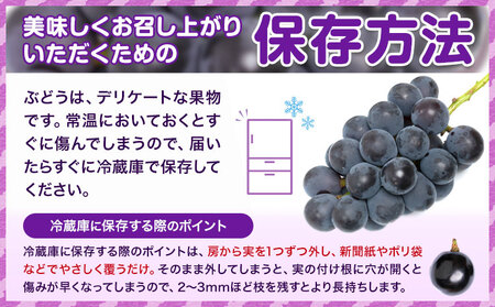 訳あり ニューピオーネ 約600g《9月中旬-11月上旬頃出荷(土日祝除く)》｜ピオーネピオーネピオーネ