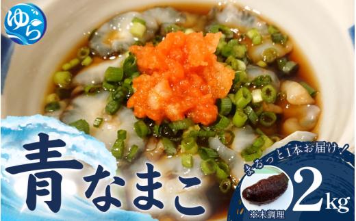 【先行予約】活 なまこ 青なまこ 2kg 【2025年12月20日より順次発送】 / ナマコ 海の幸 由良町 新鮮 刺身 珍味 産地直送 海産物 特産 和歌山県【skmn015A】