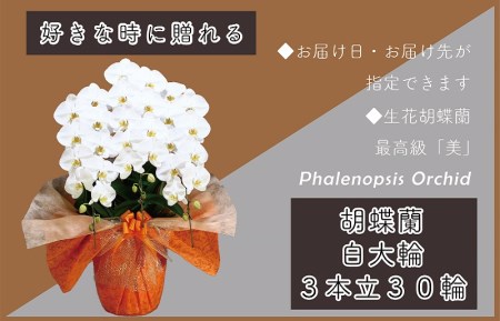 3本立て 胡蝶蘭 30輪～33輪 白色【木製大型木札 または メッセージカード 付き】