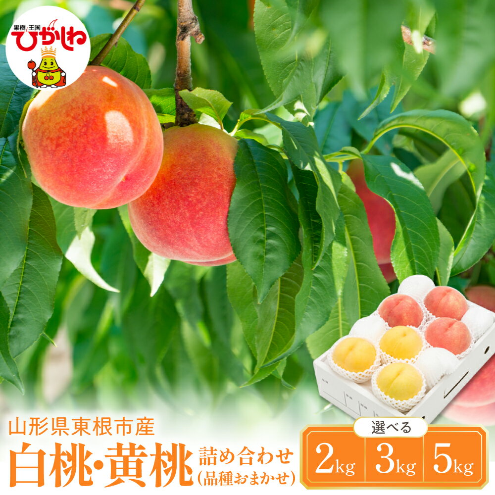 【ふるさと納税】 2026年産 白桃 黄桃 詰め合わせ 品種おまかせ ( 選べる 2kg / 3kg / 5kg ) | 桃 もも モモ ピーチ フルーツ 果物 くだもの 大容量 セット 詰め合わせ 冷蔵配送 期間限定 先行予約 人気 おすすめ 箱入り 化粧箱 ギフト 贈答 送料無料 東北 山形県 東根市