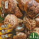 【ふるさと納税】【先行予約】【11月から順次発送】 生椎茸 約1kg 自然栽培！ひじかわの 原木 生椎茸 きのこ 椎茸 しいたけ 生しいたけ 野菜 \レビューキャンペーン中/愛媛県大洲市/中野はじめ商店[AGBO001] 14000円 14000 一万四千 一万四千円