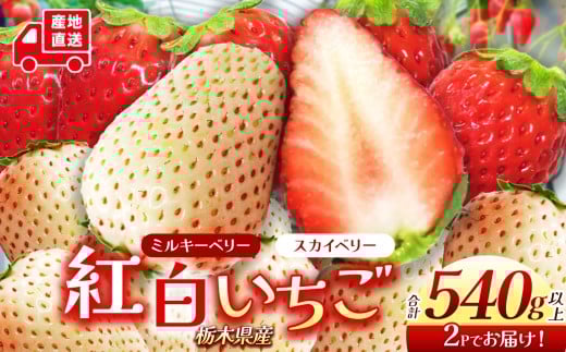 栃木県産 スカイベリー ミルキーベリー | 約270g×2  紅白 2025年度産 2026年12月より随時出荷 産地 大粒 冬 味覚 いちご 苺 イチゴ ストロベリー 大きい ジューシー 甘い あまい 甘味 人気 栃木県 下野市 送料無料
