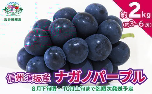 [No.5657-3332]信州須坂産 ナガノパープル約2kg（約3～6房）《坂井果樹園》■2024年発送■※8月下旬頃～10月上旬頃まで順次発送予定