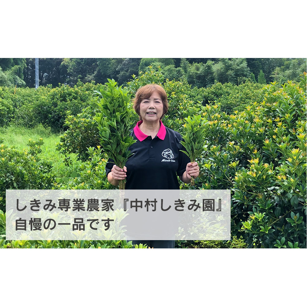 しきみ しきび 4束 セット 70cm 40cm 各2束 [中村しきみ園 宮崎県 美郷町 31ay0003] 樒 シキミ 彼岸 お墓 おしきみ お彼岸 墓参り 宮崎県産 産 冷蔵便_イメージ4