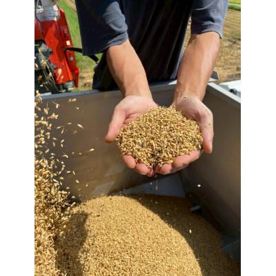 ふるさと納税 魚津市 【新米】天日干し こしひかり「富の環」　玄米5kg【北アルプス早月川最上流の棚田米】 |  | 01