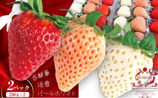 （冷蔵）３色いちご ／ 前田ストロベリー研究所 古都華 ピンク色の淡雪 パールホワイト ゆきぼたん 果物 フルーツ 甘い 奈良県 田原本町