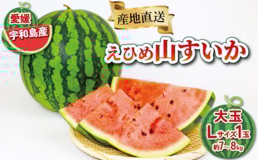 すいか 大玉 西瓜 7kg ～ 8kg 一玉 Lサイズ フレッシュつちやま F010-096015