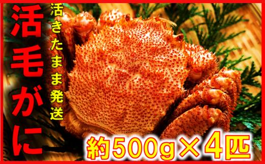 【令和8年発送】【期間限定2026年3月〜4月発送】三陸産 三陸活毛ガニ 500g×4杯(匹)【配送日指定不可】【05】　