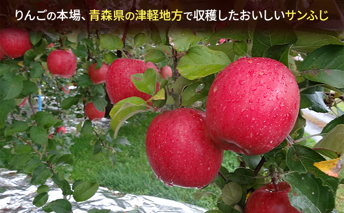 1月発送 家庭用 サンふじ 約10kg【訳あり】【原正りんご 青森県産 津軽産 リンゴ 林檎】